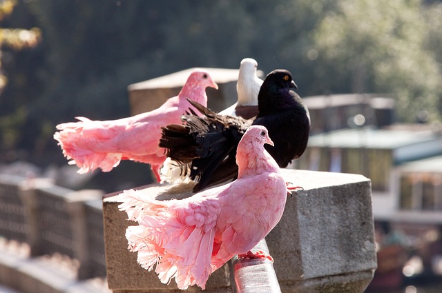 瓜帅：梅西、莱万和哈兰德都是进球机器，很荣幸执教过他们