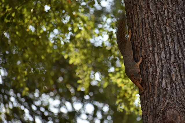 雪飞天逆转绝杀！苏翊鸣卫冕单板滑雪大跳台冠军
